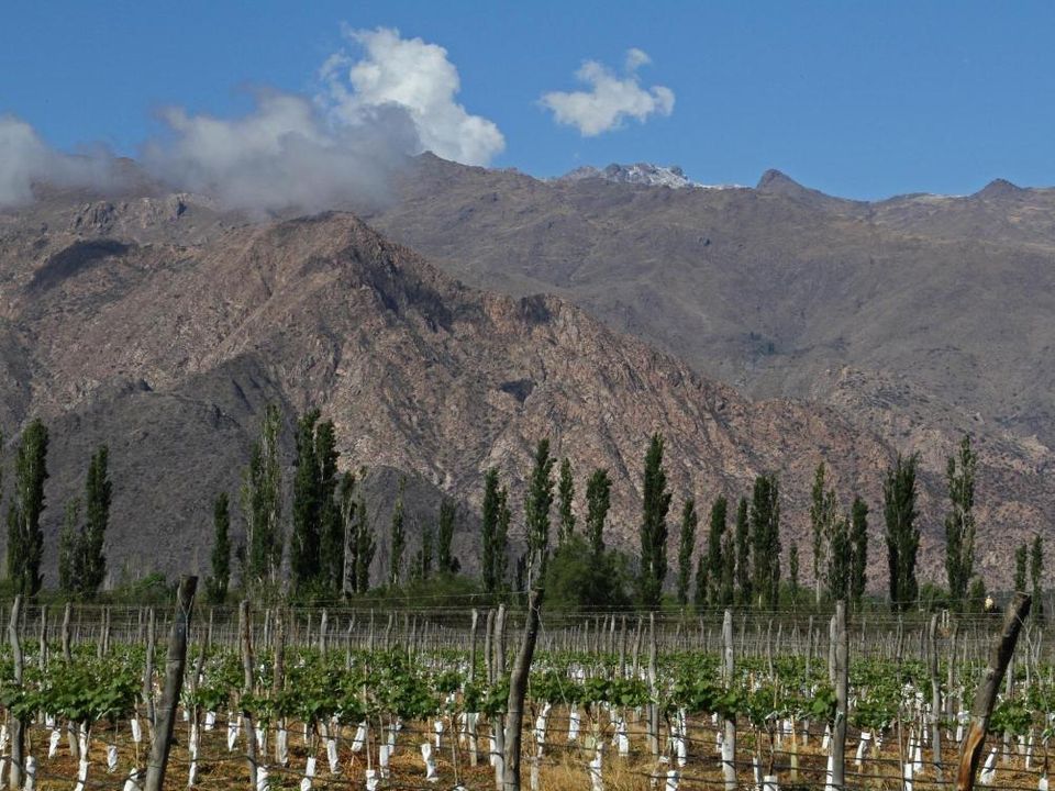 Rondreizen Argentinië Cafayate Patios de Cafayate wijngaarden